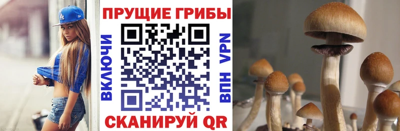 купить закладку нарко площадка телеграм Галлюциногенные грибы MAGIC MUSHROOMS Колпашево